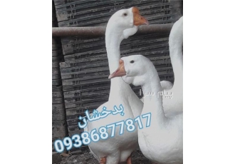 قوغاز افریقایی در ساری فروش جوجه قوغازهای افریقایی سفید و خاکستری خالص