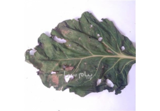 نیرو دیپلم جهت تهیه عکس از آفات مزارع سراسر کشور در تهران به تعدادی