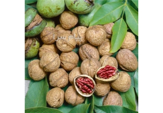 فروش انواع نهال میوه