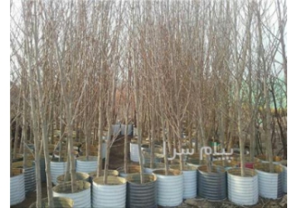 فروش انواع نهال جریمه ای شهرداری (پایان کار) در کرج فروش نهال های بن