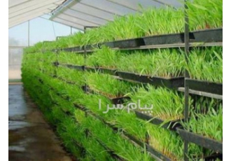 آموزش تولید علوفه هیدروپونیک در کرج اموزشگاه کارگستر برگزار کننده دوره
