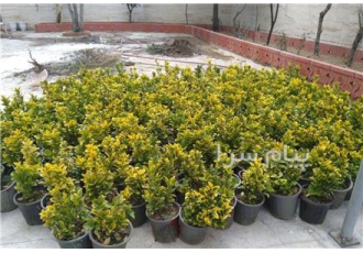 خدمات باغبانی و باغچه در تهران انجام کلیه خدمات مربوط به باغبانی