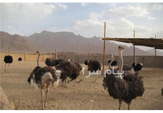 دوره آموزشی پرورش شترمرغ