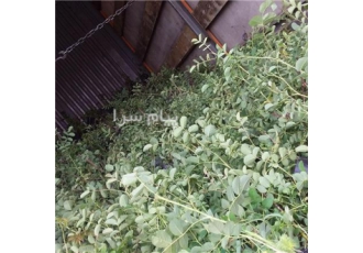 فروش نهال برترگل محمدی کاشان مهندس ساداتی