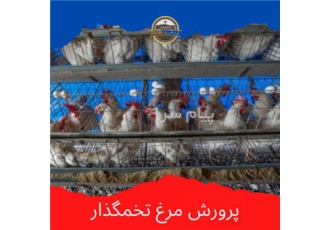 دوره آموزشی مرغ تخمگذار در اصفهان یکی از کسب و کارهای پرسود پرورش مرغ