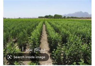 فروش انواع نهال گردو و بادام مامایی و شاهرودی