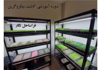 دوره آموزشی تولید و پرورش میکروگرین در تهران میکروگرین اصطلاحی