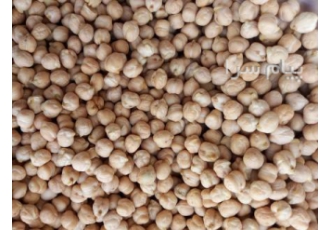 فروش عمده نخود آبگوشتی