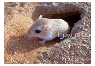دفع دائمی موش از مزارع دور کننده موش از باغ ها در تهران دفع دائمی