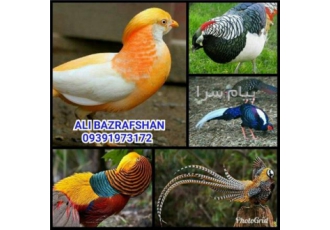 پرورش و فروش انواع قرقاول