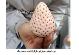 دوره آموزشی کاشت توت فرنگی سفید