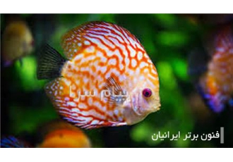 دوره آموزشی پرورش ماهیان زینتی در اصفهان پرورش ماهیان زینتی مشاغل خانگی