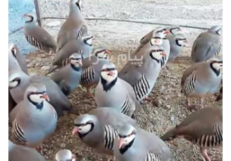 فروش کبک آماده کشتار بالغ در مشهد فروش کبک گله یکجا عمده سالم و وزن