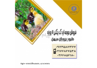 فروش جوجه اردک پکنی