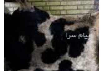 خریدار پوست و روده به قیمت مناسب در کرج خرید پوست گاوی و گوسفندی