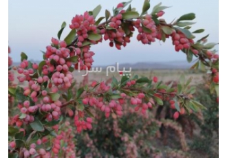 فروش ویژه نهال زرشک بیدانه قرمز و  نهال عناب