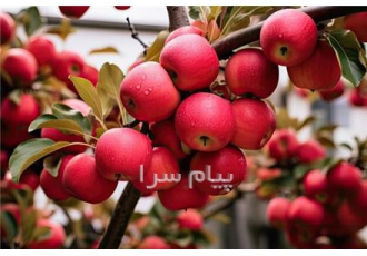 فروش انواع نهال میوه و زینتی (از تولید به مصرف) با قیمت مناسب در کرج