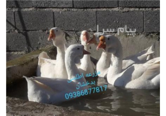فروش غاز افریقایی