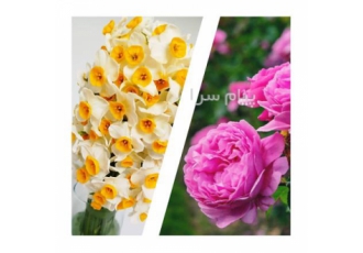 توزیع انواع عطرهای سنتی قمصر کاشان