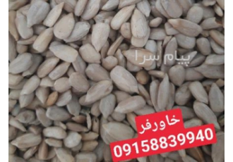 فروش مغز تخمه آفتابگردان روغنی