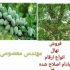 فروش نهال بادام دیرگل اصلاح شده فواصل کشت درختان 3×4 متر تعداد مورد