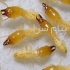سمپاشی و پیشگیری موریانه در استان اصفهان با مجوز رسمی شرکت سمپاشی