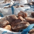 نمک پرتقالی نمک نارنجی سنگ نمک صادراتی در گرمسار انواع سنگ نمک