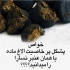 عرضه مستقیم شیر الاغ و عنبرنسا در چالوس آمادگی جهت عقد قرارداد سالیانه
