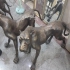 خریدار کلیه لوازم منزل در غرب شمال و شرق تهران سمساری مرادی خریدار