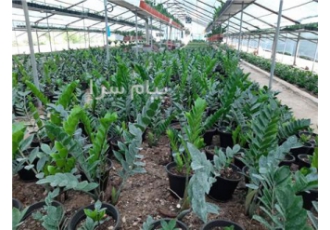 فروش عمده انواع گل و گیاهان اپارتمانی فروش عمده انواع گل و گیاهان