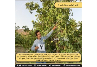 خرید نهال گردو دیرگل در میاندواب هال گردو ژنوتیپ رویال تیپ 7 خیلی دیر