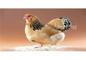 فروش مرغ بومی مرغ تخمگذار مرغ بومی تخمگذار در ارومیه فروش مرغ بومی مرغ