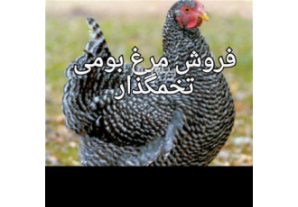 فروش جوجه بوقلمون و جوجه اردک و مرغ تخمگذار