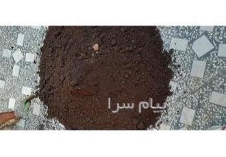 فروش کود خفاش مرغوب با قیمت مناسب