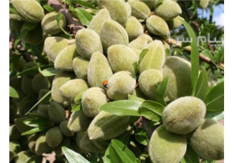 فروش نهال بادام فرانیس کلون رقم تجاری دیر گل مقاوم به سرما زود بازده