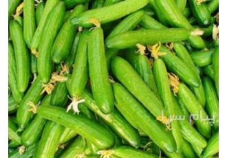 خرید انواع خیار قلمی جهت تولید خیارشور (تناژ)