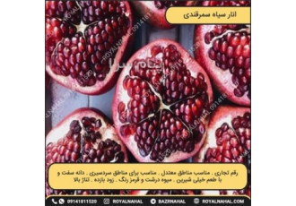 خرید نهال انار مختص سردسیری در میاندواب خرید نهال انار سیاه سمرقندی