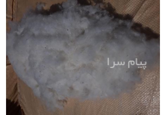 تولید پنبه