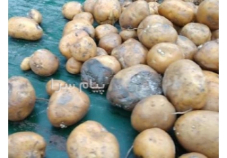 تبدیل تفاله تر به خوراک دام و طیور خشک