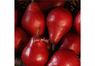 خرید نهال گلابی فورل در میاندواب نهال گلابی فورل یکی از ارقام تجاری