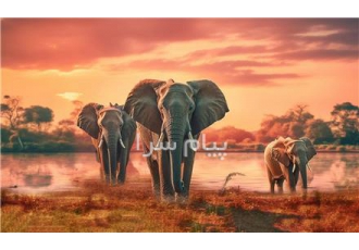تور کنیا ( نایواشا + ماسایی مارا + مومباسا ) با پرواز امارات اقامت در هتل ۴ ستاره