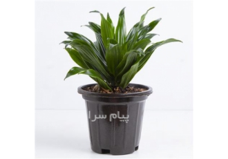 گیاه آپارتمانی دراسنا کامپکت کد ۴۵۲۰ در تهران اگر می خواهید یک گیاه