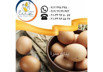 فروش و صادرات تخم مرغ خوراکی محلی سابین تجارت در تهران دفتر فروش