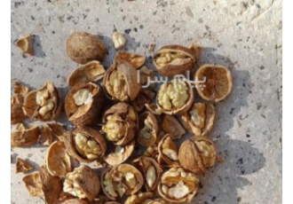 فروش گردو درجه یک تک درخت