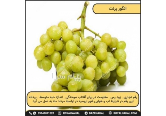 خرید نهال ضمانتی انگور پرلت فرانسوی در میاندوآب نهال انگور فرانسوی