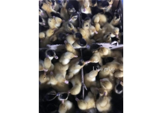 فروش جوجه یک روزه اردک