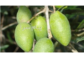 خرید نهال زیتون الک ترکیه در میاندوآب زیتون الک ترکیه مناسب برای روغن