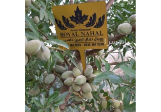 نهال بادام سردسیری