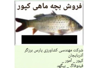 فروش بچه ماهی گرمابی کپور ، آمور