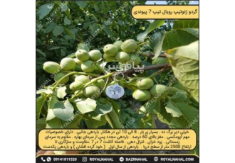 خرید نهال گردو پیوندی ژنوتیپ ۷ در میاندوآب نهال پیوندی ژنوتیپ 7 نهالی